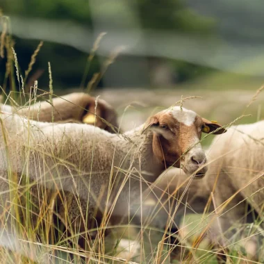 La fête de la Transhumance