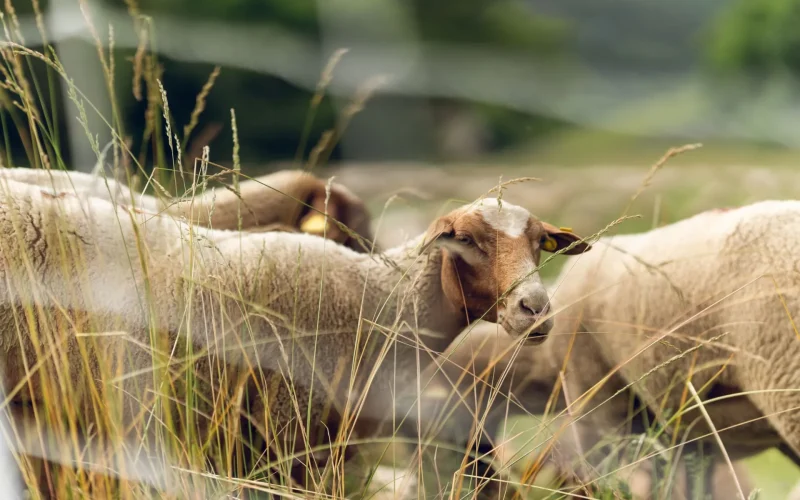 La fête de la Transhumance