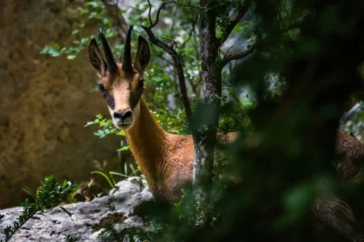 Les habitants du parc du Verdon