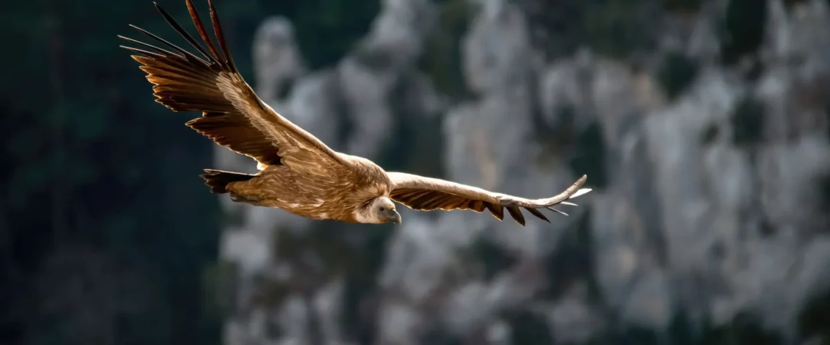 Les habitants du parc du Verdon